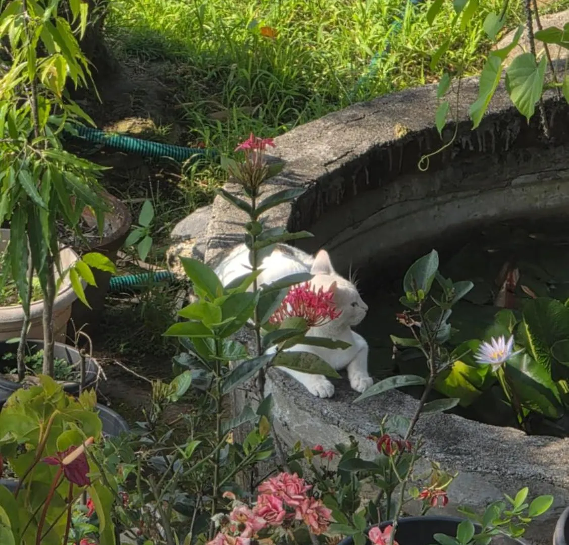 Holiday home Serahs Homestay Agali India